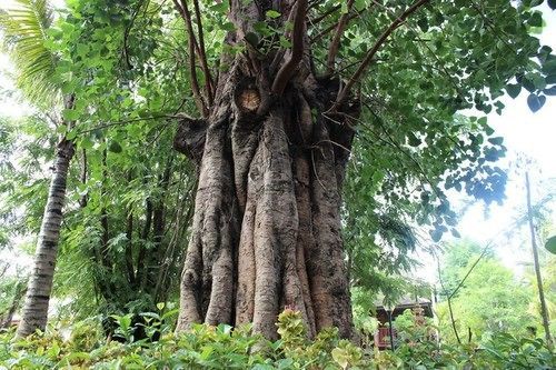 Xishuangbanna Elephanthome Boutique Guest House Esterno foto
